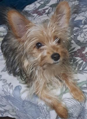 Cute Yorkshire x Chihuahua Puppies For Sale 