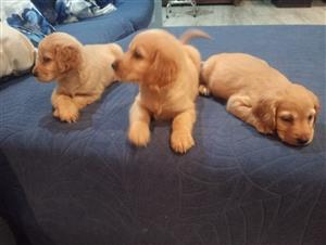 Spaniel and golden retriever pups 