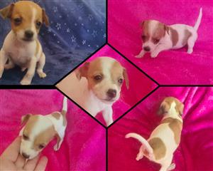 Jack Russel pups