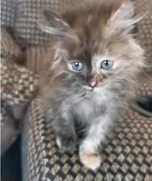 Ragdoll x kitten 
