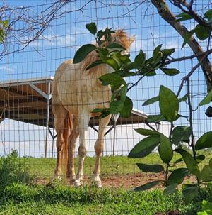 Welsh Cross Pony for Sale