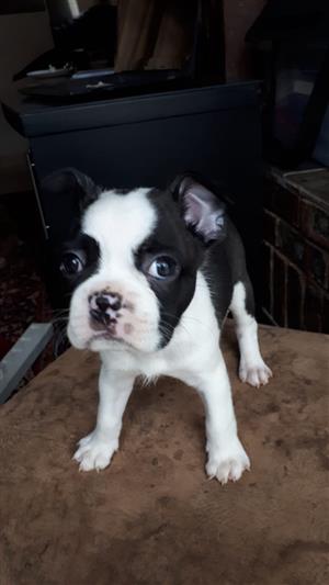boston terrier puppies for sale junkmail
