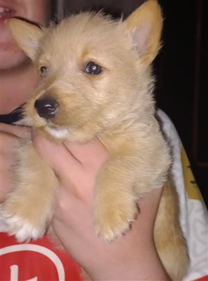 Wheaten Scottish terrier puppies for sale