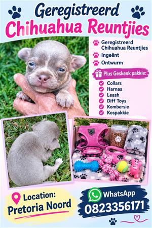 Chihuahua Puppies 