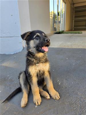 German shepherd puppy