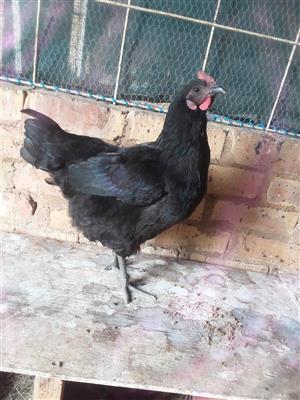 3 Black Australorps hens for sale