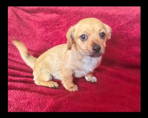 Pekingese cross chihuahua