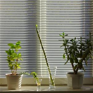 25mm Blind Sale