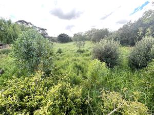 A Blank Canvas waiting to be Transformed