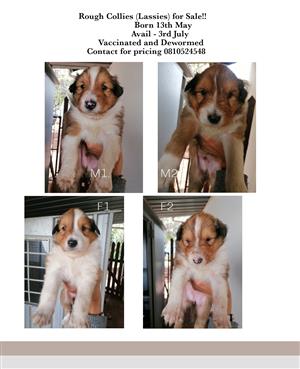 Rough Collie Puppies For Sale 