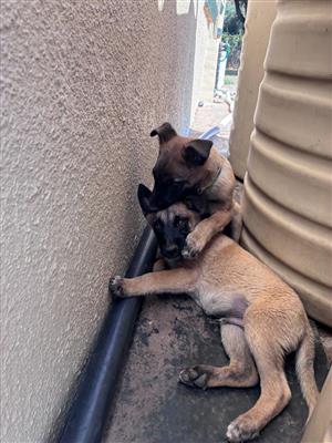 Belgian Malinois  Puppies