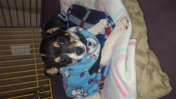 Jackrussel puppy