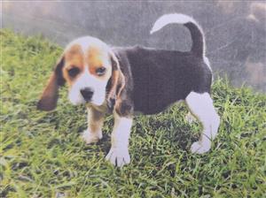 Beautiful tri-coloured Beagle puppies for sale