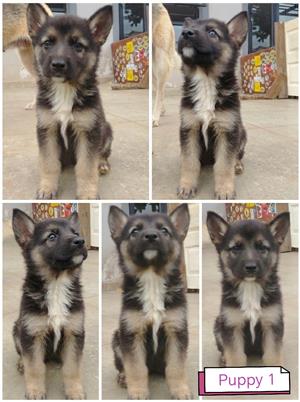 German shepherd puppies 
