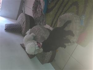Two Miniature french poodles looking for forever home