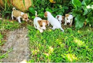 Jack russel puppies.