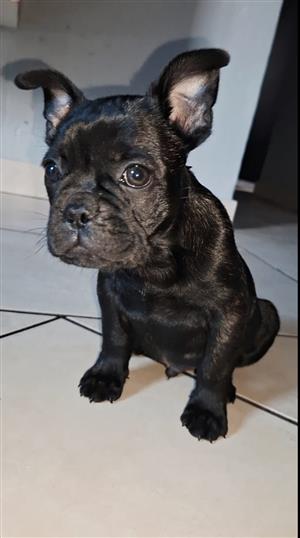 French Bulldog