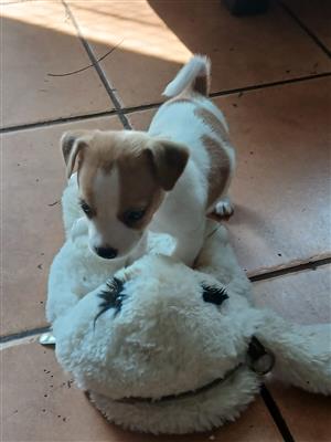 Jack russell puppies