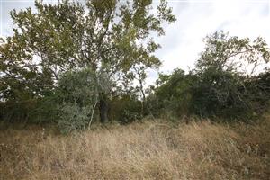 Vacant Land in MODITLO NATURE RESERVE