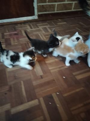 Kittens for sale
