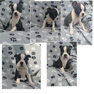 Boston terriers