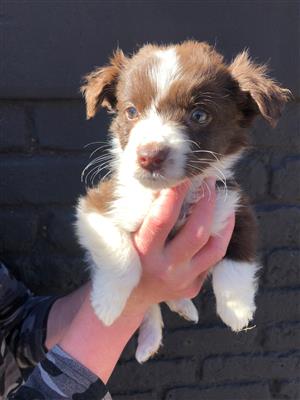 Border collie puppies