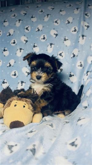 Little LEGENDS  YORKIES  