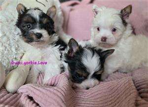 YORKIE pup