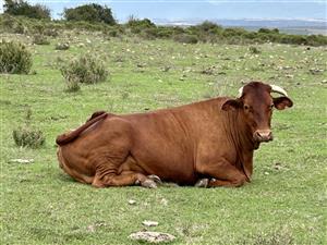 Farm For Sale in Mossel Bay Rural
