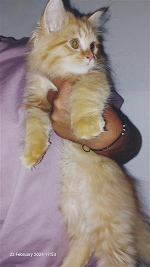 Stunning Maine Coon Kittens for sale!