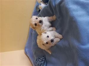 Maltese puppies