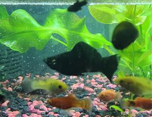 Molly fish (half sailfin mollies)
