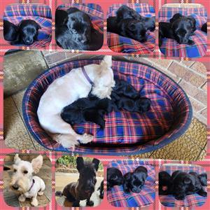 Purebred Scottish Terrier puppies for sale