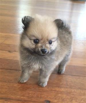 Toypom Pomeranian puppy 