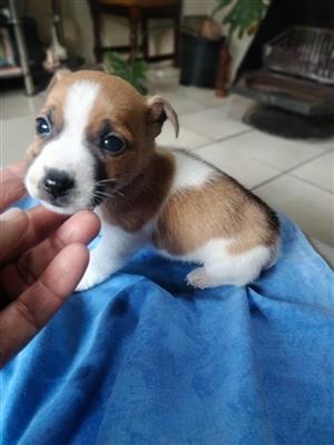 Jack russell puppies for sale