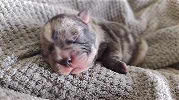 Frenchton 