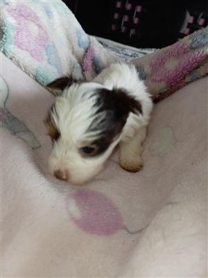 Cutes little yorkie/biewers puppies looking for they forever home. 