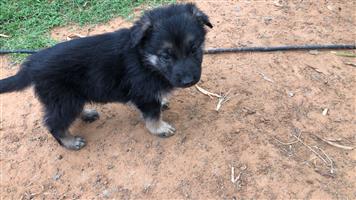2 x German Shepherd pups for sale ,Bloemfontein, 23 February 2026