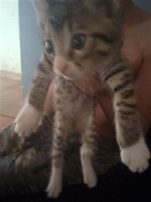 2 x 9 week old Kittens for Sale