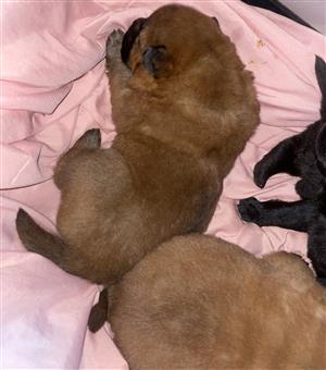 Purebred Chow Chow