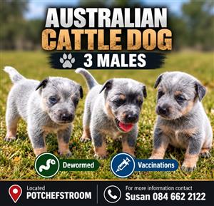 Australian cattle dogs