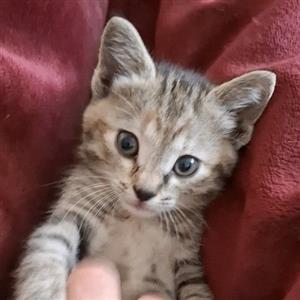 Adopt responsibly from a registered Animal Welfare Organisation. Em is at CatzRus, Pretoria.