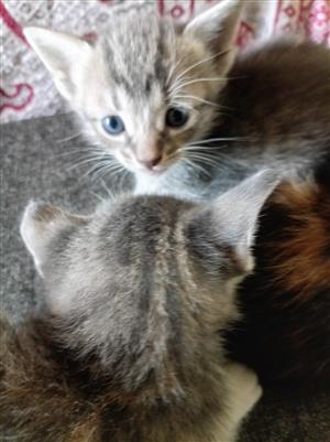 Cute kittens 