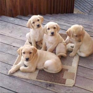 Golden Labrador Puppies ready for loving homes