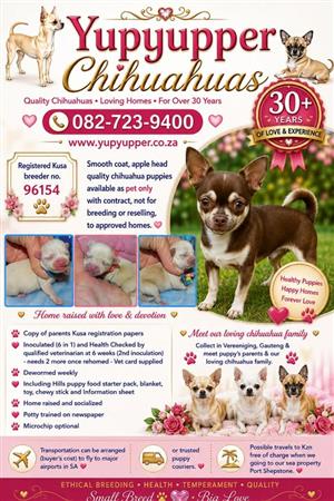 Applehead chihuahua puppies