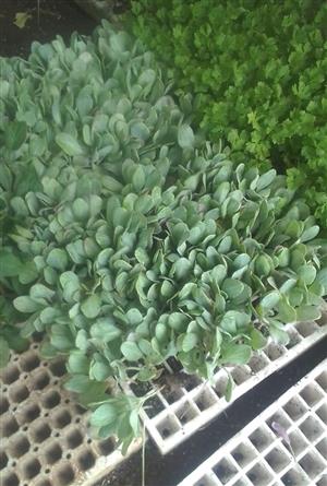 Various vegetables seedlings available call 0764481458 based in Pretoria west pr