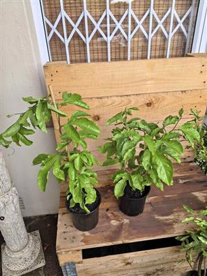 Granadilla Edulis (giant fruit) 