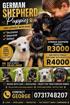 German shepherd puppies