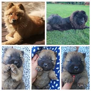 Chow chow puppy for sale 