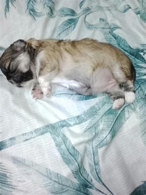 Pekingese pup